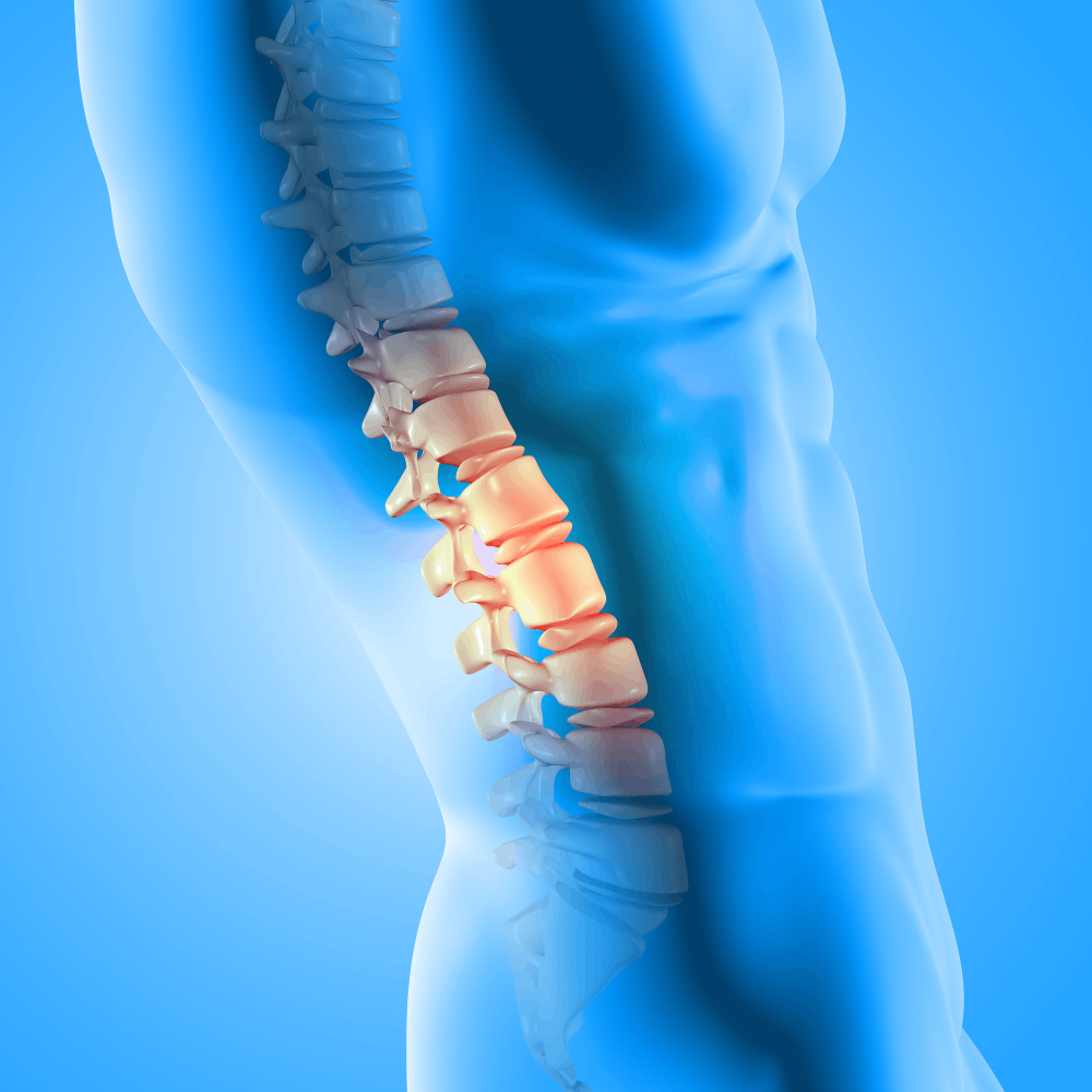 The Structure of Our Spine