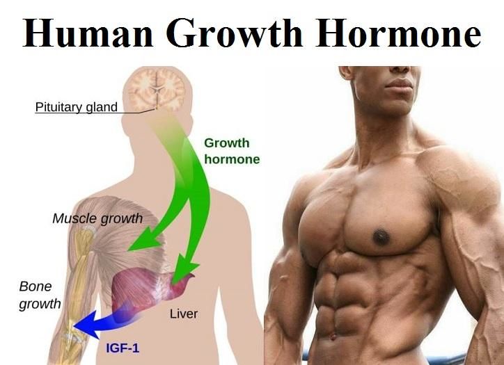human growth hormone grow taller