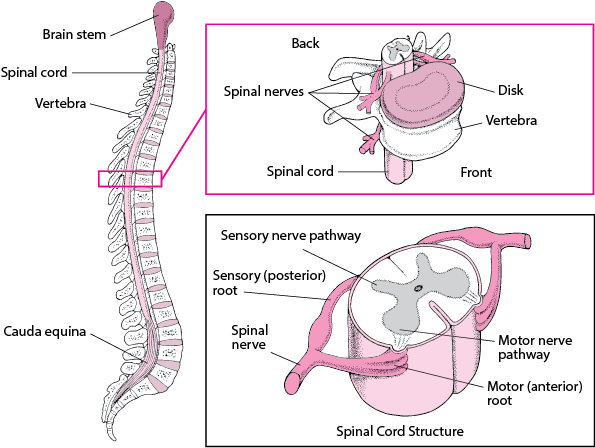 spinal cord lengthening grow taller