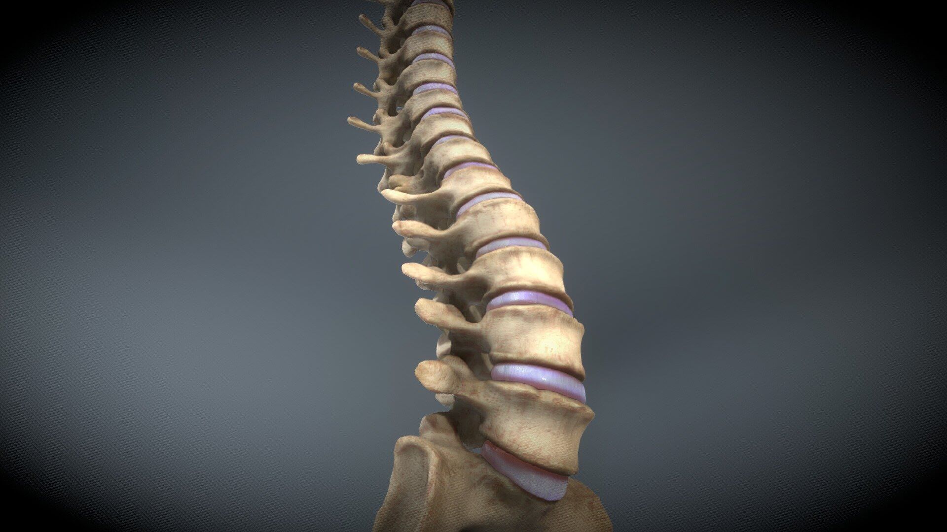 spine lengthening 1