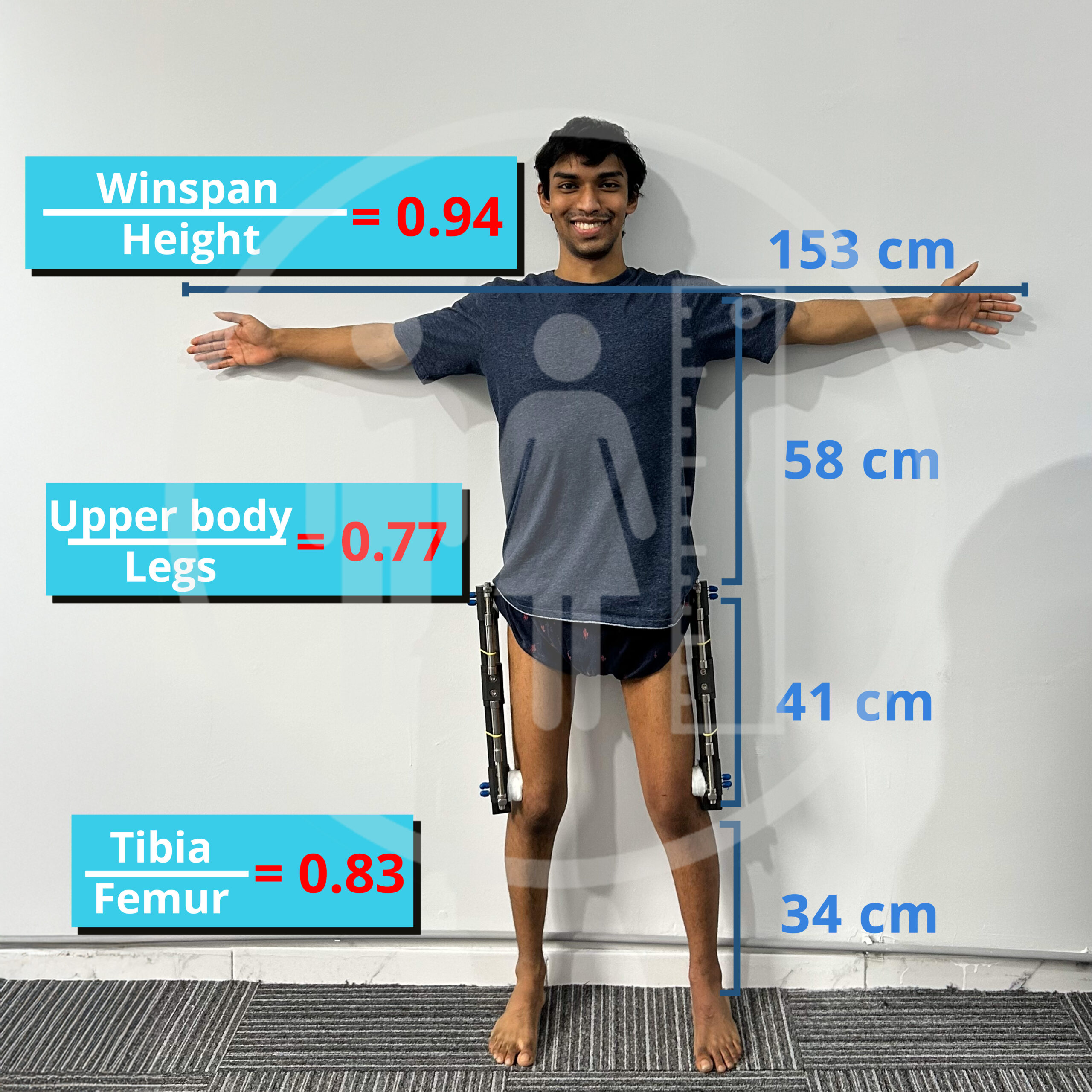 Limb To Torso Ratio Limb To Torso Ratio