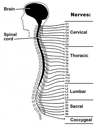 wannabetaller spinal cord cycling 1
